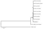 Thumbnail of Phylogenetic position of Nipah virus (NiV) isolate from Pteropus vampyrus bats (box) in combined analysis of nucleocapsid, phosphoprotein, matrix, fusion, and attachment gene open reading frames (8.3 kb). Maximum likelihood tree, general time reversible + Γ model, 1,000 bootstrap replicates. NiV P. vampyrus is distinct but forms a clade with other NiV sequences from Malaysia, and the isolate from Bangladesh is more distantly related and basal to this group. GenBank accession numbers