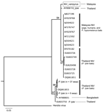 Thumbnail of Partial nucleocapsid gene (358 bp) maximum-likelihood tree for all available Nipah virus (NiV) sequences (seqs) in GenBank, showing a high level of NiV sequence diversity in Pteropus lylei bat isolates from Thailand. NiV P. vampyrus  (box) is most closely related to AY858110 from P. lylei bats and forms a large clade that includes other P. lylei bat isolates and all NiV sequences from Malaysia. GenBank accession numbers are given for NiV isolates from pigs in Malaysia (AJ627196, Tam