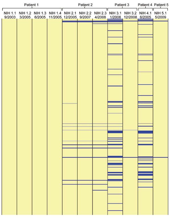 Physical gene representation of DNA hybridization of 11 isolates of Granulibacter bethesdensis by DNA–DNA hybridization microarray-based investigation of gene distributions among G. bethesdensis isolates. Every open reading frame in the G. bethesdensis type strain is represented. Hybridization is shown in yellow, and absence of hybridization is shown in blue. Four sequential isolates (NIH 1.1, NIH 1.2, NIH 1.3, and NIH 1.4) from patient 1 are shown from left to right and group with an identical