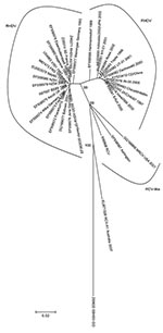 Thumbnail of Evolutionary relationships of Lagovirus strains. The evolutionary history was inferred by using the neighbor-joining method (3) with the pairwise deletion option. The tree is drawn to scale. There were a total of 563 positions (97% of the capsid viral protein [60 aa sequence]). Phylogenetic analyses were conducted in MEGA 4 (4). Reliability of the tree was assessed by bootstrap with 1,000 replicates and is indicated in the nodes (only relevant values are shown). Several genetic dist