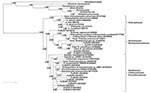 Thumbnail of Bayesian phylogenetic tree demonstrating the relationship of 15 isolated organisms from the older chlamydiales samples to known chlamydial species. Cand., Candidatus; R., Rhabdochlamydia; P., Protochlamydia.