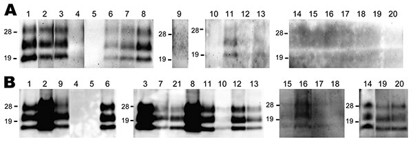 Western blot analysis of a protease-resistant form (PrPres) of a normal cellular prion protein in nerve tissue samples obtained from cattle 10 (A) and 16 (B) months postinoculation (cattle identification codes 8515 and 1061, respectively). The nerve tissues tested are shown above the lanes: 1, trigeminal ganglia; 2, pituitary gland; 3, anterior cervical ganglion; 4, facial nerve; 5, hypoglossal nerve; 6, cranial mesenteric ganglia; 7, vagus nerve (cervical part); 8, stellate ganglia; 9, adrenal