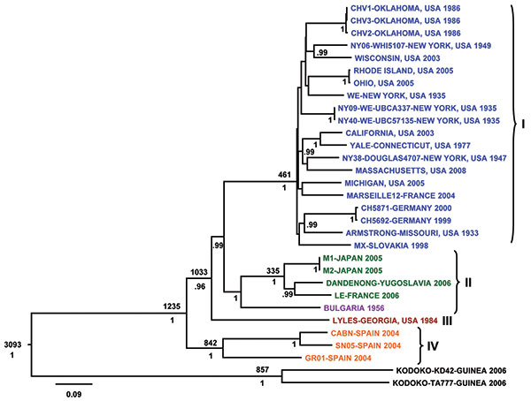 Bayesian coalescent analysis of lymphocytic choriomeningitis virus (LCMV) based on the small (S) gene segment. The maximum clade credibility tree generated from analysis of available LCMV S segment sequences is shown. Branch lengths are proportional to the number of substitutions/site/year. Depicted at the main nodes are the time to most recent common ancestor estimates (TMRCA) based on Bayesian coalescent analysis of the virus sequences and isolation dates without inclusion of the Bulgarian str