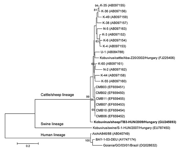 Phylogenetic analysis of kobuvirus in sheep (kobuvirus/sheep/TB3-HUN/2009/Hungary, GU245693) and kobuvirus lineages in humans, cattle, and swine, according to the 862-nt fragment of the kobuvirus 3D/3′ untranslated regions. The phylogenetic tree was constructed by using the neighbor-joining clustering method with distance calculation and the maximum-composite likelihood correction for evolutionary rate with MEGA version 4.1 software (www.megasoftware.net). Bootstrap values (based on 1,000 replic