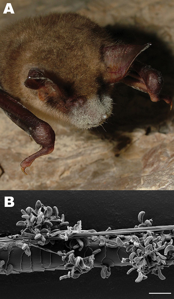 A) Greater mouse-eared bat (Myotis myotis) with white fungal growth around its muzzle, ears, and wing membranes (photograph provided by Tamás Görföl). B) Scanning electron micrograph of a bat hair colonized by Geomyces destructans. Scale bar = 10 µm.
