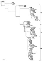 Thumbnail of Representative maximum-likelihood phylogenetic tree of a partial 5′ noncoding region of human rhinovirus generated with general time reversible substitution model, including gamma distribution shape parameter. Reference human rhinovirus (HRV) genotypes were obtained from the GenBank database. Echovirus 11 was defined as the outgroup. Virus isolates obtained in this study are indicated by boldface and are labeled VFC. Bootstrap values &gt;70% in the key branches are depicted. Scale b