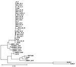 Thumbnail of Xenotropic murine leukemia virus–related gammaretrovirus (XMRV) gag sequences derived from respiratory tract secretions. Phylogenetic tree comparing the 390-nt gag fragment of all respiratory samples of this study with recently published XMRV sequences from patients with familial prostate cancer (1). The edited sequences were aligned with ClustalX version 1.82 (13,14) by using default settings. The tree was generated on the basis of positions without gaps only. Sequences are labeled