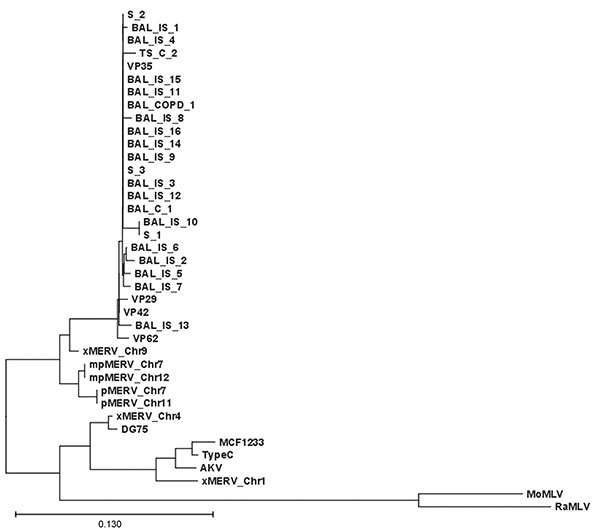 Xenotropic murine leukemia virus–related gammaretrovirus (XMRV) gag sequences derived from respiratory tract secretions. Phylogenetic tree comparing the 390-nt gag fragment of all respiratory samples of this study with recently published XMRV sequences from patients with familial prostate cancer (1). The edited sequences were aligned with ClustalX version 1.82 (13,14) by using default settings. The tree was generated on the basis of positions without gaps only. Sequences are labeled as X, xenotr