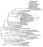 Thumbnail of Phylogenetic analysis of the sequences of the nucleoprotein genes (450 nt) of the strains of measles virus from Menglian County, Yunnan Province, People’s Republic of China. The unrooted tree shows sequences from Menglian viruses (circles) compared with World Health Organization (WHO) reference strains for each genotype. Triangles indicate D7 WHO reference strains; diamonds, the 2 older non-Menglian strains. Genotype designation is in boldface. MV, measles virus; MVi, measles virus