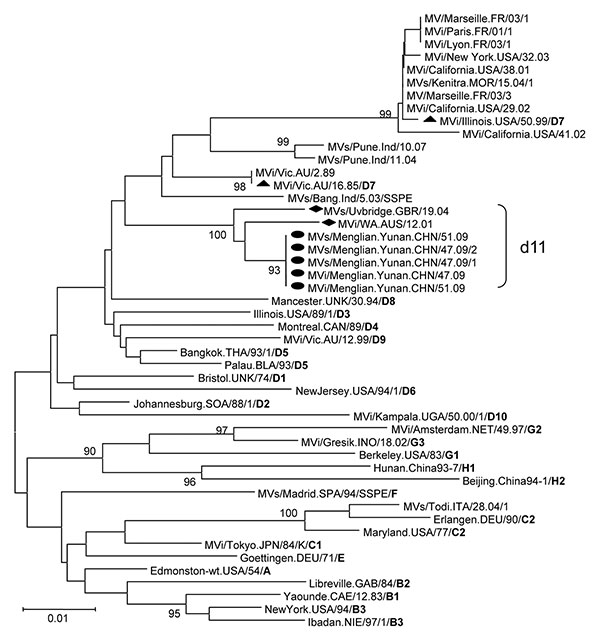 Phylogenetic analysis of the sequences of the nucleoprotein genes (450 nt) of the strains of measles virus from Menglian County, Yunnan Province, People’s Republic of China. The unrooted tree shows sequences from Menglian viruses (circles) compared with World Health Organization (WHO) reference strains for each genotype. Triangles indicate D7 WHO reference strains; diamonds, the 2 older non-Menglian strains. Genotype designation is in boldface. MV, measles virus; MVi, measles virus sequence from