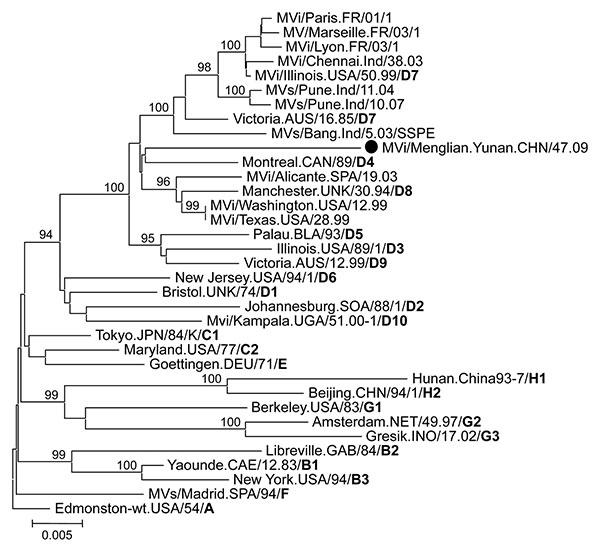 Phylogenetic analysis of the sequences of the hemagglutinin genes of the strains of measles virus from Menglian County, Yunnan Province, People’s Republic of China. The unrooted tree shows sequences from the Menglian viruses (circles) compared with World Health Organization reference strains for each genotype. Genotype designation is in boldface. MVi, measles virus sequence from isolates; MV, measles virus; MVs, measles virus sequence from clinical specimens; wt, wild type. Scale bar indicates b