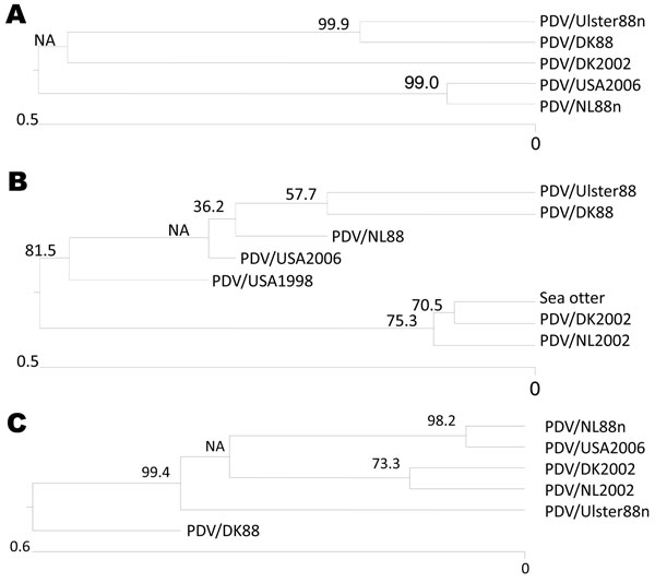Phylogenic relationship of PDV/USA2006 to viruses from the 1988 and 2002 epizootics in Europe based on hemagglutinin (H) and phosphoprotein (P) gene sequences. A) Phocine distemper virus (PDV) H gene sequences used for the alignments were from PDV/DK2002 (lung), GenBank accession no. FJ648456; PDV/DK88 (isolated in Vero cells), GenBank accession no. Z36979; PDV/Ulster88n (isolated in Vero cells), PDV/NL88n (blood), GenBank accession no. D10371 (minus described changes in this study); and PDV/USA