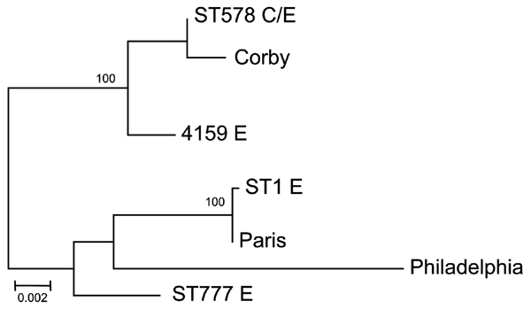 Maximum-likelihood phylogenetic tree obtained from the concatenated alignment of 7 Legionella pneumophila genome loci obtained from clinical (C) and environmental (E) samples during outbreak of legionellosis in Alcoi, Spain, 2009. Isolates with identical sequence types (Table 1, Table 2) are represented as 1 isolate. Parentheses enclose the number of samples showing each sequence type. Reference sequences for Philadelphia, Paris, and Corby strains are included. Nodes supported by bootstrap value