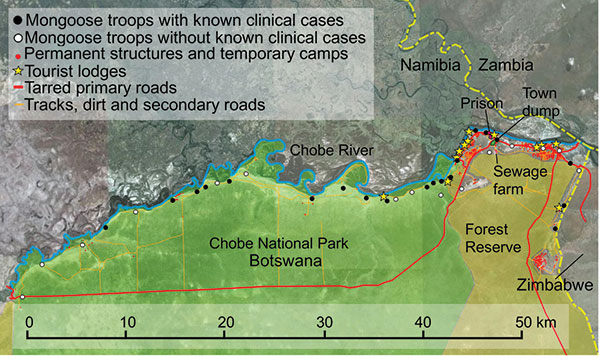 Locations of infected and unaffected banded mongoose troops and human infrastructural development, Chobe District, Botswana.