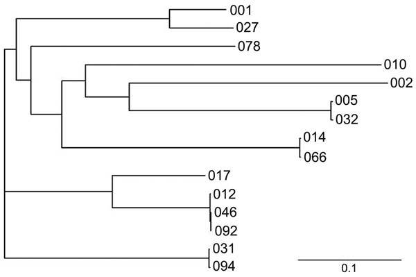 Phylogenetic tree based on the alignment of the surface layer protein A amino acid sequence of Clostridium difficile 027 (GenBank accession no. CBE06198) with those of PCR-ribotypes 001, 002, 005, 010, 012, 014, 017, 031, 046, 054, 066, 078, 092, and 094 (GenBank accession nos. AAZ05957, AAZ05964, AAZ05968, AAZ05974, AAZ05975, AAZ05984, AAZ05988, AAZ05989, AAZ05980, AAZ05972, AAZ05986, AAZ05994, AAZ05982, and AAZ05991, respectively). The phylogram was generated by using TreeView version 1.6.6 (h