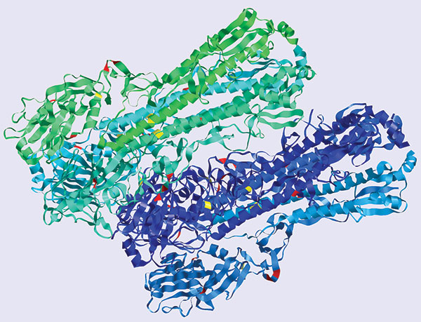 Structure of the pandemic (H1N1) 2009 virus hemagglutinin homotrimer, indicating (in red) the 9 aa positions in hemagglutinin at which a residue not found in pre-2009 influenza (H1N1) was fixed (100% frequency) in pandemic (H1N1) 2009 virus.