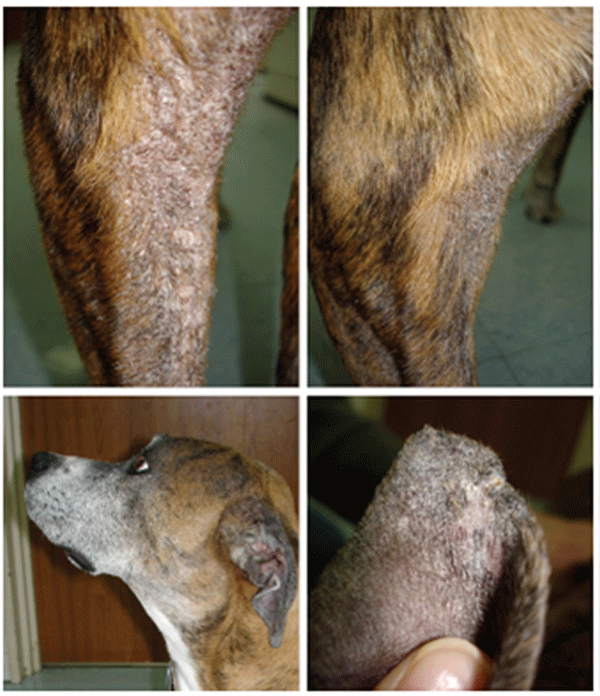 Animal 1 with alopecic, pruritic, and crusty skin lesions mainly around the face, head, margins of ear pinnae, cranial aspect of the elbows and forearms, and caudal aspect of the hind legs. The lateral aspect of the left hind leg before treatment (A) and after treatment (B) (ketoconazole and then allopurinol for 3 months). The lateral aspect of the face (C) and the inner aspect of the left ear pinna (D) after the same treatment.