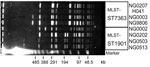 Thumbnail of Pulsed-field gel electrophoresis patterns of ceftriaxone-resistant Neisseria gonorrhoeae strain H041 and other multilocus sequence typing (MLST) ST7363 and ST1901 strains. SpeI-digested genomic DNA from ceftriaxone-resistant N. gonorrhoeae H041, 3 of the MLST ST7363 strains and 4 of the MLST ST1901 strains were analyzed by pulsed-field gel electrophoresis. A lambda ladder standard (Bio-Rad, Hercules, CA, USA) was used as a molecular size marker.