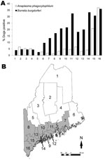 Thumbnail of A) Canine seroprevalence for Anaplasma phagocytophilum and, in dogs never vaccinated against Lyme disease, for Borrelia burgdorferi in Maine counties arranged north to south, 2007. B) Maine counties, with the 10 tick-abundant counties used in the analyses shaded in gray. Counties: 1, Aroostook; 2, Piscataquis; 3, Somerset; 4, Penobscot; 5, Franklin; 6, Washington; 7, Hancock; 8, Oxford; 9, Waldo; 10, Kennebec; 11, Knox; 12, Lincoln; 13, Androscoggin; 14, Sagadahoc; 15, Cumberland; 1
