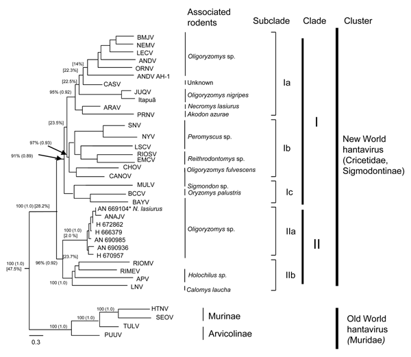Phylogenetic analysis of partial small RNA segments of hantaviruses, Maranhão, Brazil, by using maximum-likelihood and Bayesian methods. Bayesian and bootstrap values (in parentheses) are shown over each main tree node. Values in brackets indicate mean divergence between groups. Arrows indicate exact position of these 2 values. Scale bar indicates nucleotide sequence divergence. BMJV, Bermejo virus; NEMV, Neembuco virus; LECV, Lechiguanas virus; ANDV, Andes virus; ORNV, Oran virus; CASV, Castelo