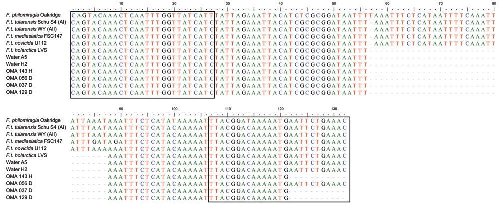 Multiple alignments of the 11 Francisella lpnA sequences (designated OMA_xxx) obtained from mosquitoes and water samples with previously published sequences of Francisella species and subspecies. Boxed nucleotides represent target sequences of FtM19InDel primers. In this alignment the F. tularensis subsp. holarctica specific deletion is located from position 57 to 87. Colors indicate individual nucleotides. Reference sequences from GenBank: F. tularensis holarctica LVS(M32059), F. tularensis sub