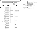 Thumbnail of Genome structure and localization of putative open reading frames (ORFs) and functional domains in ORF1 of hepatitis E virus (HEV) sequences from Norway rats nos. 63 and 68, collected in Germany, July 2009 (A); phylogenetic trees based on a partial nucleotide sequence of 1,576 nt (B); and the complete genomes (C). RNA was isolated from liver samples by using the RNeasy Mini Kit and a QIAshredder (QIAGEN, Hilden, Germany). The entire rat HEV genome sequences of each rat were determin