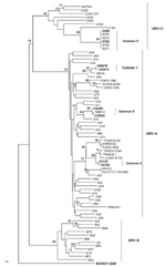 Thumbnail of Neighbor-joining phylogenetic tree of human rhinoviruses (HRV) isolated from 4 respiratory disease outbreaks with associated deaths in long-term care facilities, Ontario, Canada. Tree was constructed by using a 549-bp nt region encoding viral capsid protein (VP) 4/VP2, along with strains representative of HRV species A, B, and C. Echo 11 is the outgroup. Bootstrap analysis used 1,000 pseudoreplicate datasets. Scale bar represents 0.1% of nucleotide changes between close relatives. B