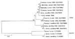 Thumbnail of Phylogeny of Toscana viruses (TOSVs) of diverse origin. Partial small (S) and medium (M) segment sequences of interest were aligned by using ClustalW (www.ebi.ac.uk/Tools/clustalw2/index.html), and neighbor-joining and maximum-parsimony trees were generated by using 2,000 bootstrap replicates with MEGA version 4 (6). Highly similar topologies and confidence values were derived by all methods, and a neighbor-joining tree generated from a comparison of 424 nt of the M segment polyprot