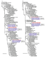 Thumbnail of Phylogenetic relationships of the polymerase basic protein (PB) 2 (A) and PB1 (B) genes of influenza A (H5N1) viruses in Indonesia. All trees were generated by neighbor-joining in ClustalW (www.clustal.org). Numbers above or below branches indicate neighbor-joining bootstrap values. Analyses were based on nucleotides 1062–1923 (862 bp) and 94–1485 (1392 bp) of the PB2 and PB1 genes, respectively. Each tree was rooted to A/duck/Guangxi/50/2001. Colors indicate swine isolates (blue) a