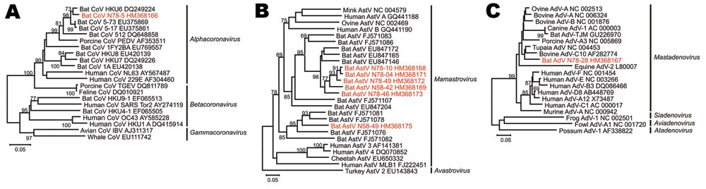 Phylogenetic relationships of novel bat viruses. A) Coronavirus, B) astrovirus, C) adenovirus. Neighbor-joining phylogenies were generated with MEGA (www.megasoftware.net), by using an amino acid percentage distance substitution model drawn to scale, complete deletion option, and 1,000 bootstrap reiterations. Bootstrap values are shown next to the branches; values &lt;65 were removed for graphic reasons. Viruses newly identified in this study are shown in red. Viral genera are depicted next to t