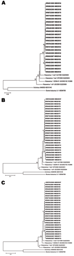Thumbnail of Phylogenetic analysis of the A) partial viral protein (VP) 0/VP1 (852 bp), B) 3D (668 bp), and C) 2C (345 bp) gene sequences of klassevirus-1 strains. The klassevirus-1 strains isolated in this study are indicated in boldface. The tree was constructed by using the neighbor-joining method with Kimura 2-parameter estimation. The bootstrap values from 1,000 replicates are present on each branch. The nucleotide sequences identified in this study have been deposited in GenBank under acce
