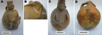 Thumbnail of Two globular Chimu huacos found in Pachacamac, a sandy land area in northern Lima. Each person is examining the soles of the feet, on which multiple punch-out lesions can be detected. Panels B and D are close-up views of the feet of the huacos shown in panels A and C, respectively. Catalogs B/8853 and B/8854, courtesy of the Department of Anthropology, American Museum of Natural History.