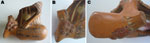 Thumbnail of A) Polychromic Maranga culture fragment that portrays a torso and a tattooed left leg of a person holding a stick while extracting foreign bodies. Cluster lesions with elevated nodules and a central black depression suggest Tunga spp. infection. B) Closer view of the left heel. C) Details of the sole of the left foot, showing multiple holes over a brick-red surface, suggesting residual tungiasis lesions. No. 1219, courtesy of the Amano Museum Foundation.