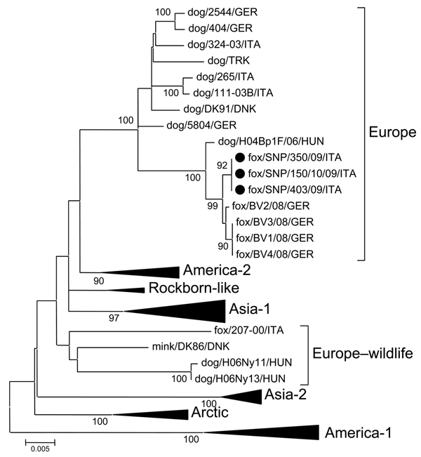 Phylogenetic tree showing the genetic relationships among selected canine distemper virus strains of various lineages and generated by using the full-length nucleotide sequence of the hemagglutinin gene. The tree branches including viruses not from Europe were collapsed (triangles). Full circles indicate the canine distemper strains identified in foxes from Stelvio National Park, Italy. The neighbor-joining tree was generated by using the Kimura 2-parameter distance correction, and statistical s