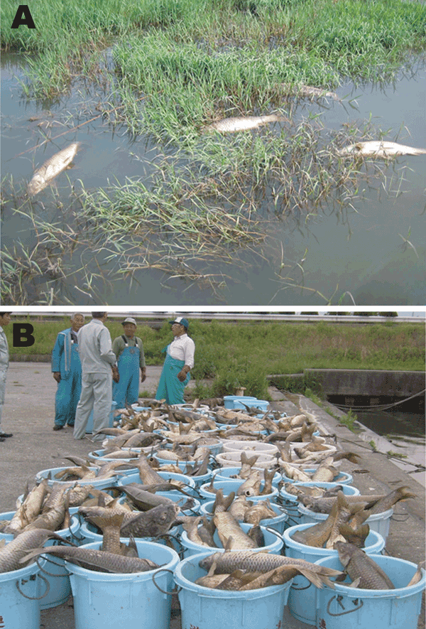 Mass deaths of common carp caused by cyprinid herpesvirus 3 infection in Lake Biwa, Japan, 2004. A) Dead wild common carp; deaths occurred throughout the lake. B) Dead carp (&gt;100,000) collected from the lake in 2004. An estimated 2–3× more carp died but were not collected from the lake. Reproduced with permission from Matsui et al. (2).