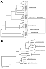 Thumbnail of A) Cladogram depicting relationships among viruses in the order Herpesvirales, based on the conserved regions of the terminase gene. The Bayesian maximum-likelihood tree was rooted by using bacteriophages T4 and RB69. Numbers at each node represent the posterior probabilities (values &gt;90 shown) of the Bayesian analysis. B) Phylogenetic tree depicting the evolution of fish and amphibian herpesviruses, based on sequences of the DNA polymerase and terminase genes. The maximum-likeli