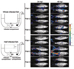 Thumbnail of Skin of carp as a portal of entry for cyprinid herpesvirus 3. A schematic representation of the system used to restrict viral inoculation to the fish skin is shown on the left. The lower drawing shows the conditions under which 6 fish were inoculated by restricted contact of the virus with the skin located posterior to the anterior part of the dorsal fin. The upper drawing shows control conditions under which 6 fish were inoculated in the system but without the latex diaphragm divid