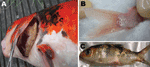 Thumbnail of Clinical signs in cyprinid herpesvirus 3–infected fish. A) Severe gill necrosis; B) hyperemia at the base of the caudal fin; C) herpetic skin lesions on the body and fin erosion.