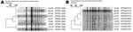 Thumbnail of Pulsed-field gel electrophoresis (PFGE) XbaI (A) and BlnI (B) patterns of 9 ciprofloxacin-resistant Salmonella enterica serotype Typhi isolates detected in the National Antimicrobial Resistance Monitoring System, 1999–2008. PFGE pattern similarity was assessed by cluster analysis (Dice, UPGMA [unweighted pair group method using arithmetic average]) and band-matching applications of BioNumerics software (Applied Maths, Sint-Martens-Latem, Belgium) and confirmed by visual comparison.