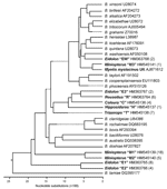 Thumbnail of Phylogenetic relations among the citrate synthase sequences of Bartonella spp. genotypes detected in bats from Kenya and previously described Bartonella spp. The phylogenetic tree was constructed by the neighbor-joining method. Each Bartonella spp. genogroup detected in bats was provided with the Latin name of the bat genus from which the Bartonella strains were obtained (boldface), the proposed name of genogroup (quotation marks), the GenBank accession number, and the number of gen