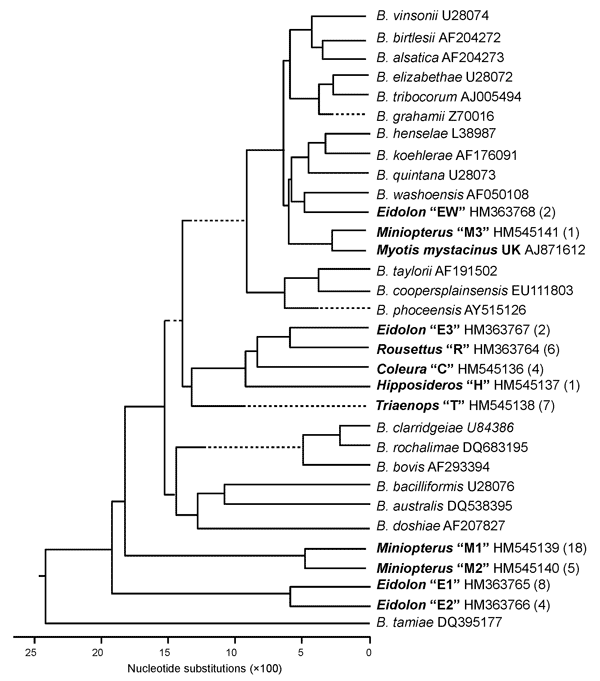 Phylogenetic relations among the citrate synthase sequences of Bartonella spp. genotypes detected in bats from Kenya and previously described Bartonella spp. The phylogenetic tree was constructed by the neighbor-joining method. Each Bartonella spp. genogroup detected in bats was provided with the Latin name of the bat genus from which the Bartonella strains were obtained (boldface), the proposed name of genogroup (quotation marks), the GenBank accession number, and the number of genotypes assign