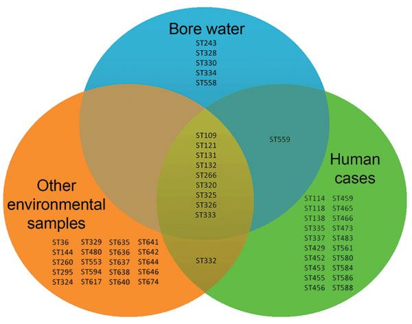 Venn diagram of sequence types (STs) determined by multilocus sequence typing found in Burkholderia pseudomallei strains from bore water (n = 15 STs), human cases (n = 31 STs), and other environmental samples (n = 30 STs) from the rural region of Darwin, Northern Territory, Australia.