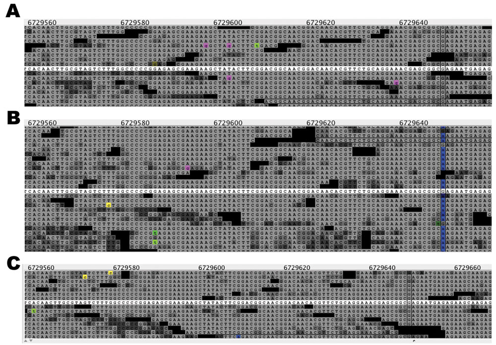 Alignment of Coccidioides immitis whole-genome sequence reads flanking a confirmed single-nucleotide polymorphism (RSv3 supercontig 1, position 6729646, highlighted in blue in panel B) among the 3 cluster isolates. Isolates from patients X, Y, and Z, who had coccidioidomycosis, are shown in panels A, B, and C, respectively. The alignment was created by using SolScape, a short-read sequence-alignment viewer developed in house (J. Pearson et al., unpub. data; tool available upon request). Referenc