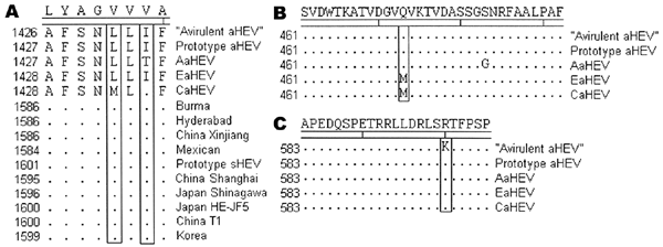 Amino acid sequence comparison of motif VII in the open reading frame (ORF) 1 RNA-dependent RNA polymerase (RdRp) region of avian, human, and swine hepatitis E viruses (HEVs) (A), antigenic domain II (B), and antigenic domain IV (C) in the ORF2 region of avian HEV. Residues that are conserved among avian HEV (aHEV) isolates are shown as the consensus above the sequences; residues that are conserved in the HEV strains are not shown. GenBank accession numbers of human and swine HEV (sHEV) strains