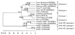 Thumbnail of Phylogenetic trees based on the near-complete genomic sequences of avian hepatitis E virus (HEV) and 10 human and swine HEV isolates. GenBank accession numbers follow the name of HEV strains. The trees were constructed by the neighbor-joining method with 1,000 bootstrap replicates using Lasergene 7.0 (DNAStar, Madison, WI, USA). The length of each pair of branches represents the distance between sequence pairs; the units at the bottom of the tree indicate the number of substitution
