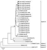 Thumbnail of Phylogenetic analysis of viral protein 1 enterovirus 75 (EV75) nucleotide sequences. The tree was constructed by using the neighbor-joining method and the maximum-composite likelihood-substitution model. Significance of phylogenies was investigated by bootstrap analysis with 1,000 pseudoreplicate datasets. Bootstrap values &gt;70% are indicated on the tree. Closed circles indicate isolates from India (this study) and open circles previously reported EV75 sequences. All EV75 sequence