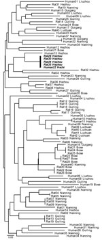 Thumbnail of Neighbor-joining tree of the relationship between multilocus microsatellite type genotypes of human and bamboo rat associated Penicillium marneffei isolates, Guangxi Province, People’s Republic of China. Identical genotypes shared between humans and rats are in boldface. Scale bar indicates nucleotide substitutions per site.