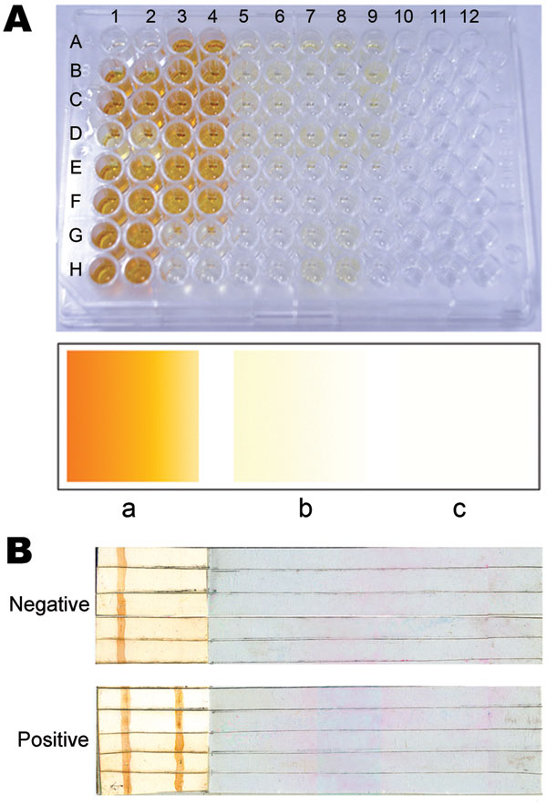 Representative results of ELISA and dipstick testing. A) Samples underwent ELISA in duplicate. Upper panel, positive samples in duplicate (1–2 and 3–4) in wells A–H, except A1–A2 (blank), and G3–G4 and H3–H4 (negative controls). Wells in columns 5–10 represent different negative controls in duplicate (5–6, 7–8, and 9–10), except F9–F10, G9–G10, H9–H10, and all wells in columns 11–12 (unused wells). Lower panel, the reference color card: a, positive; b, negative; c, blank. B) Dipstick test result