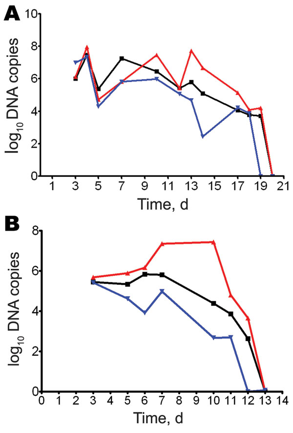 Molecular detection of Rickettsia spp. in swabs of skin lesions, Marseille, France. Guinea pigs were infected intradermally with different Rickettsia spp., and skin eschar swab specimens were obtained when lesions appeared. Samples (2 ± 1 mg) were tested, and DNA was extracted in a final volume of 100 μL. Number of rickettsial DNA copies was determined by quantitative PCR until day 20 postinfection for R. akari (black line), R. conorii (red line), and R. rhipicephali (blue line) (A) and until da