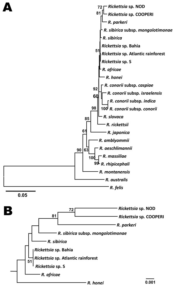 Genetic relationships of the spotted fever group rickettsiae (SFGR) detected in tissue of patient with eschar-associated rickettsial disease, Bahia, Brazil, 2007. Sequence comparison was conducted with MEGA version 4 (www.megasoftware.net). The phylogenetic optimal tree was inferred by using the neighbor-joining method, and distances were evaluated by implementing the Kimura 2-parameter model of substitution (sum of branch length = 0.58588522). In total, 323 nt sites of gltA and 401 nt sites of